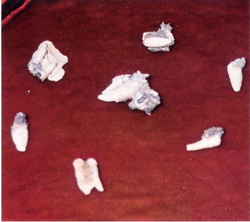 �ŤƦѩM�|�l������M�� - �Ӥ����EIn Memory of the Venerable Master Hsuan Huan - Photographs