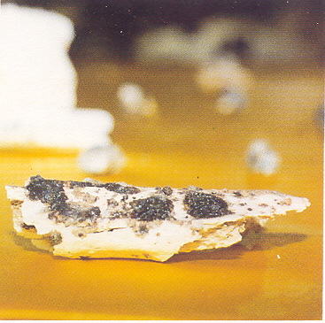 �ŤƦѩM�|�l������M�� - �Ӥ����EIn Memory of the Venerable Master Hsuan Huan - Photographs